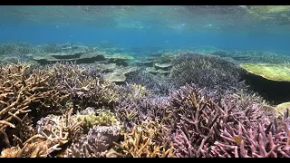 [4K] Exploring Coral Wonders Okinawa, A Breathtaking Compilation #16 CANON EOS 1DX II Nauticam 沖縄 珊瑚