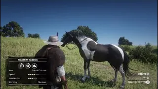 Red Dead Redemption 2 How To Get A Free Female Hungarian Halfbred Piebald Tobiano In Chapter 2