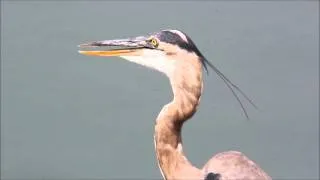 Quivering Great Blue Heron