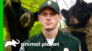 Game Wardens Help Stray Bears | North Woods Law