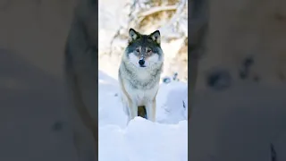 Orignal Wolf Howling Sound | #shortvideo #youtubeshorts #ytshorts