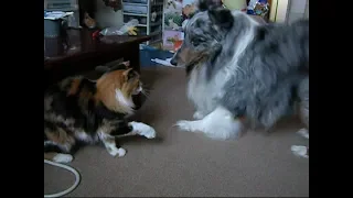 かまいたい犬 VS かまわれたくない猫