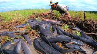 awesome fishing! a fisherman skill catch a lot of monster redfish & catfish by hand at field