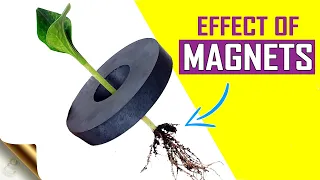 SEE WHAT HAPPENS TO PLANTS WHEN YOU PLACE A MAGNET IN A POT? | DIY GARDENING EXPERIMENT