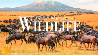 4K African Wildlife Relaxation Film - Great Migration From The Serengeti To The Maasai Mara, Kenya