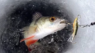 Ice Fishing - Nimble fish run away with a fishing rod!