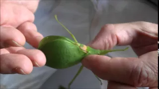 Sounds of a leaf bug