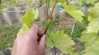 Виноград на Волині. Зелені операції і перша обробка винограду.