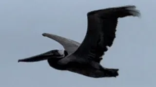 Pelicans Sutro Baths/Ocean Beach #sanfrancisco #nature #birds #oceanbeach #pelicans #relax #calm