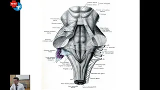 Анатомия  Проекция ядер ЧМН на ромбовидную ямку