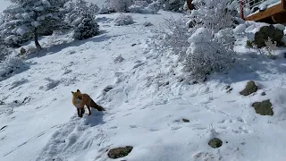 Wild Fox (“Foxy”) Prances Through Snow to Hear a Banjo Tune!