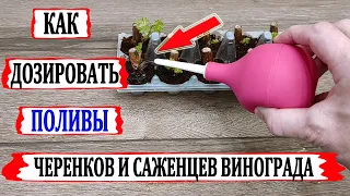 🍇 Как ДОЗИРОВАТЬ ВОДУ при поливах во время укоренения и выращивания черенков и саженцев  винограда.