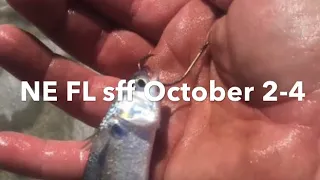 NE FL sff October 2-4 #pompano #redfish #mullet #fishbites