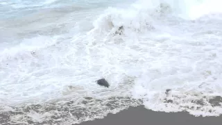 Mother and baby Harbor Seal struggling in El Nino driven waves