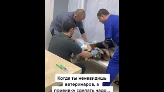 Кот на приеме у ветеринараAppointment with a veterinarian