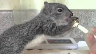 GCWR Feeding Session: 6 week old Orphan Gray Squirrels