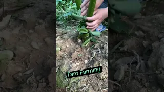 Taro Farming Techniques