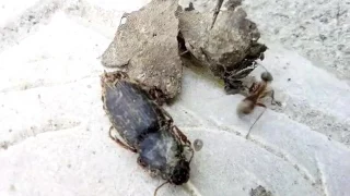 муравей и таракашка