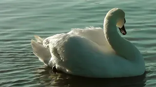 Saint-Saëns - The Swan - solo guitar