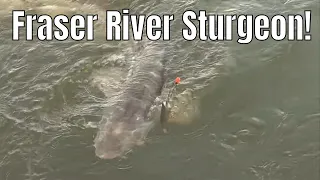 Fraser River Monster Sturgeon Fishing | Fish'n Canada