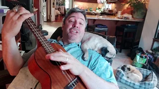 Kevin Fox  /  That's Life.  Covid isolation with pugs.  Ukulele version of Frank Sinatra's tune.