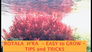 Tips & tricks to grow your Aquarium Plants - 2019 [Rotala H'RA]