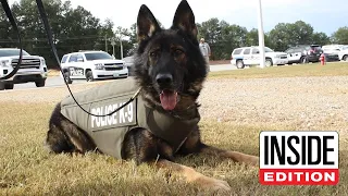 How a Bulletproof Vest Saved This Brave Police Dog’s Life