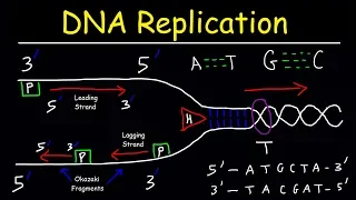 DNA Replication - Leading Strand vs Lagging Strand & Okazaki Fragments