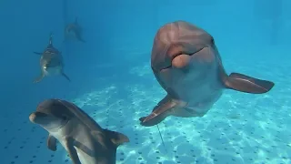 Dolphin's Reproduction