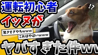 【2ch動物スレ】運転初心者イッヌの可愛さがヤバすぎた件ｗｗｗ