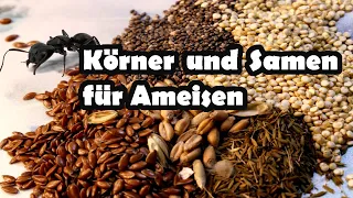 Spezielle Ernährung bei Messor-Arten | Kohlenhydratversorgung über Körner