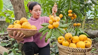 Harvesting Lekima Fruit Going to the market to sell - Animal care | Trieu Mai Huong