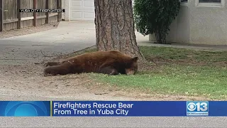 Firefighters Rescue Bear From Tree In Yuba City