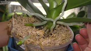 Орхидеи поливаю Готовлю к резкой смене погоды Ревизирую посадки