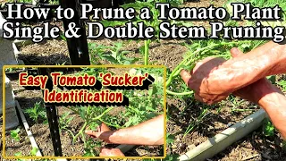 How to Prune Tomato Plants: Is It Needed?, Sucker Identification/Removal, Single/Double Stem Pruning