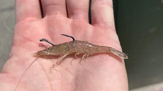 Fishing with LIVE SHRIMP (Surf, Jetty, Pier, or Boat)