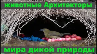 Архитекторы животного мира. Документальный фильм дикая природа NAT GEO WILD BBC