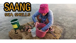 Panginhas Pt.85 - Sea Shells | Daming nakuhang SAANG | Buhay Probinsya