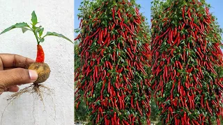 Simple method propagate chilli tree with alovera || How to grow chilli tree at home