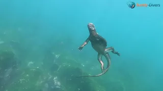 Galapagos Master Liveaboard with Buddy-Divers