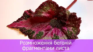 Як розмножити бегонї ? Розмноження фрагментами листа.