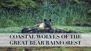 Coastal Wolves of The Great Bear Rainforest (Ep 18)
