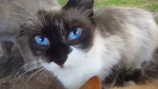 Cute cat with blue eyes on the street