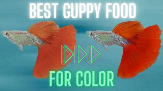 Guppy Fish Care - How Can I Enhance My Guppy Color? 11 Easy Tips