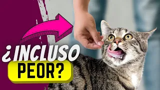 10 Cosas Que Hacen Más Daño A Tu Gato Que Las Croquetas...