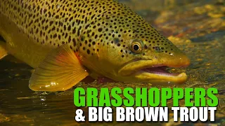 How To Locate Brown Trout in Summer Drought. Fly Fishing Grasshoppers for Big Brown Trout