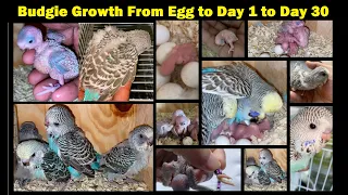 Baby Budgie Growth Stages - From Egg to Hatching to Day 30 - Day by Day Budgie Growth