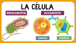 La célula: Definición, descubrimiento, clasificación y funciones ✍🏻🤓