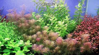 STEP BY STEP AQUASCAPE DUTCHSTYLE