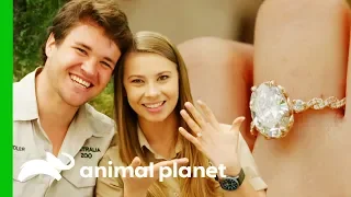 Bindi And Chandler Are Engaged! | Crikey! It's The Irwins